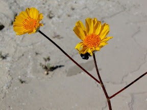 Brittlebush with a happy beetle.