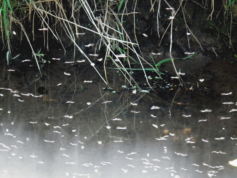 swarm gif swarm gif