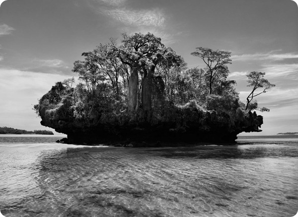 salgado-genesis-baobab-trees