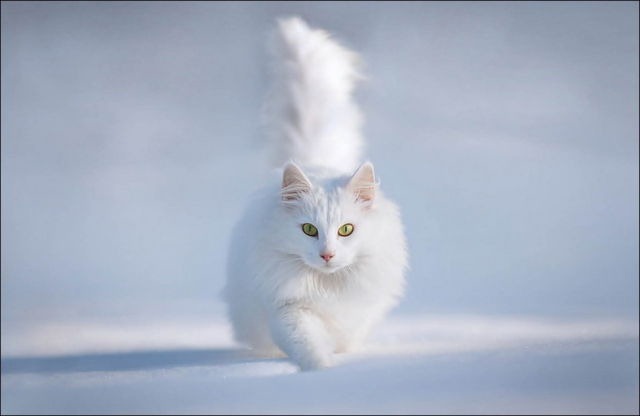 [cats-play-snow-27%255B2%255D.jpg]