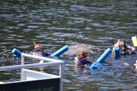 people swimming with the manatees