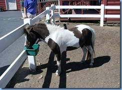 2935 Pennsylvania - Gettysburg, PA - Land of Little Horses