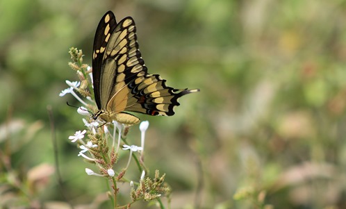 NBC Swallowtail 2013 NBC Swallowtail 2013