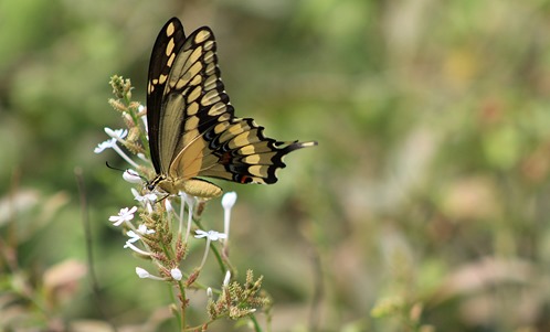 NBC Swallowtail 2013