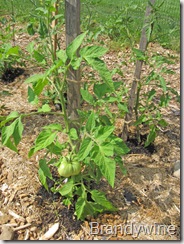 Brandywine tomato