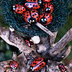 Coccinellidae, tronco y nido verde