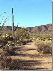 March 12 hike Saguaro West 008
