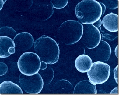 microbioma