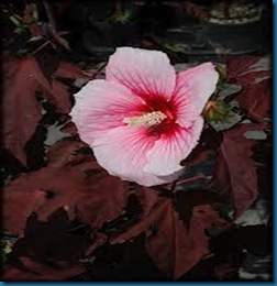 Hibiscus 'Summer Storm'