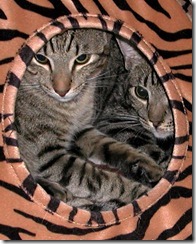 Mobile vet–quick, easy, and able to outsmart fearful felines