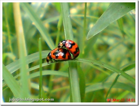 ladybird mating 01