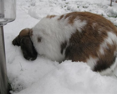 Marmite - Head Buried