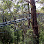 Steel Suspension Bridges 120 Feet In The Air - Valley of The Giants, Australia