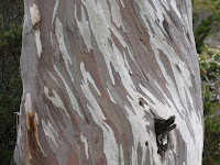 Trunk  Photo