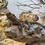 Reptiles en el Zoo de Madrid Reptiles en el Zoo de Madrid