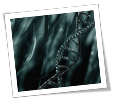 DNA, Smile DNA, Smile