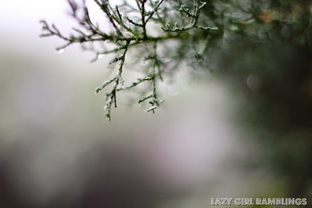 [20131216-IMG_4747_thumb2.jpg]