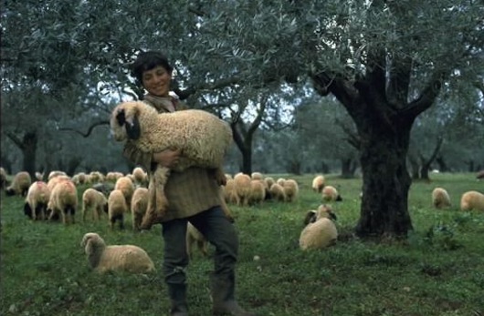 Shepherd