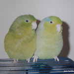 Old Budgie Pics 005.JPG