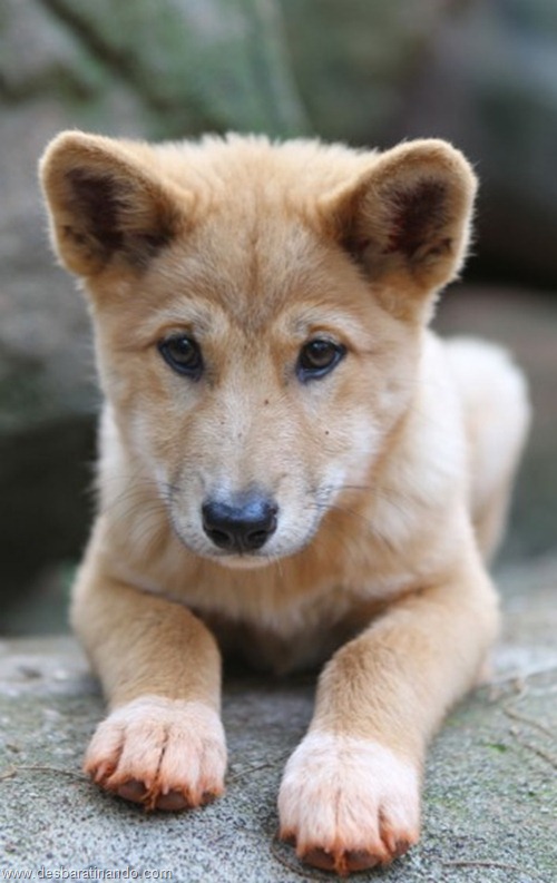 filhotes recem nascidos zoo zoologico desbaratinando animais lindos fofos  (31)