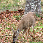IMG_5965.jpg