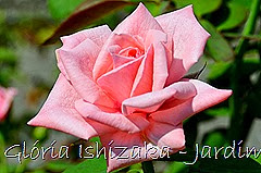 21   - Glória Ishizaka - Rosas do Jardim Botânico Nagai - Osaka
