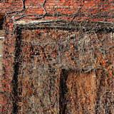 "Overgrown" - copyright Sera Hayes