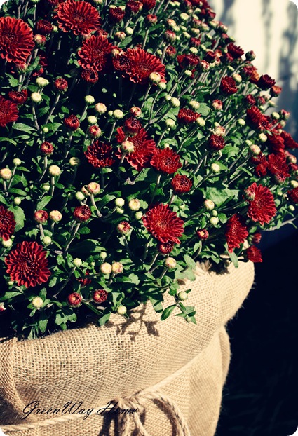 Cosmo Burlap Planters Close up