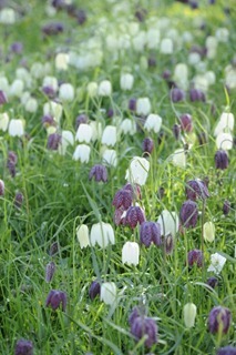 claus20120425_151615