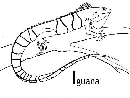 [iguana%2520blogcolorear%2520%252810%2529%255B5%255D.jpg]