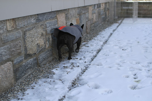 Finally, some fresh air.  I'll just rub up against the foundation of the house.  I feel so itchy!