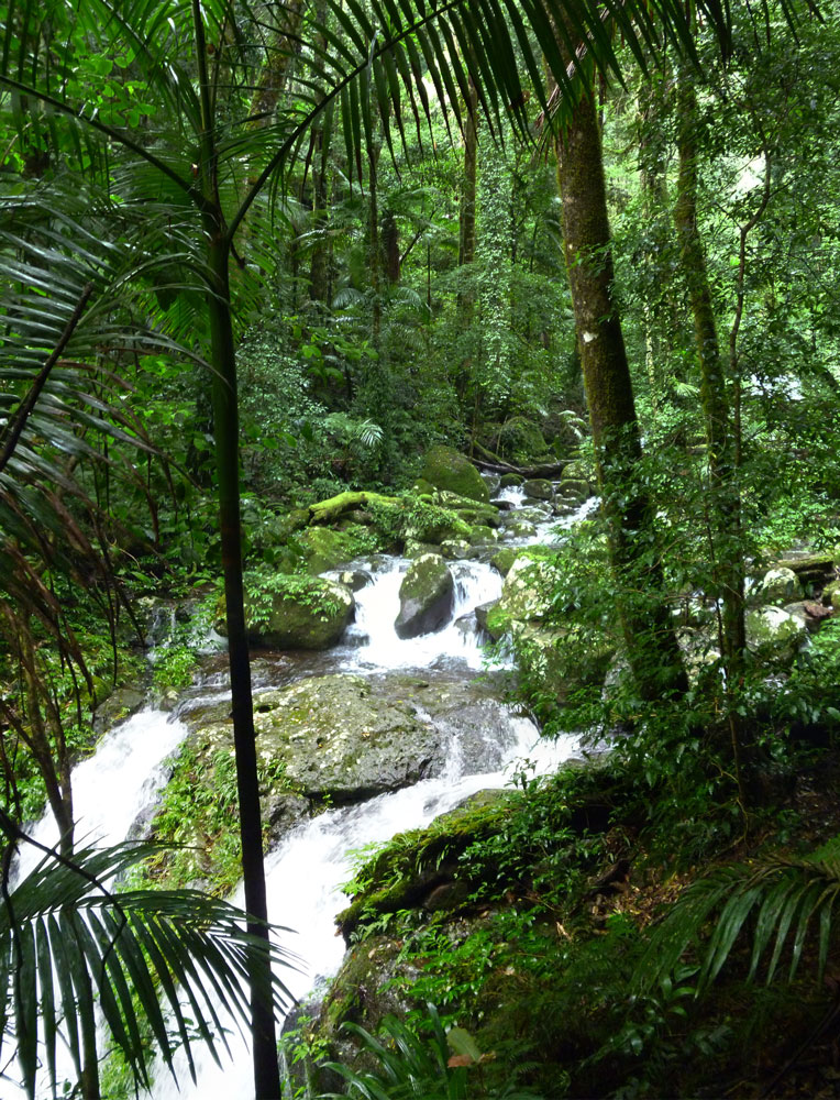 Toolona Creek and Mount Wanungra, O’Reilly’s