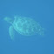 HawksbillTurtle