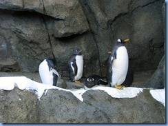 0106 Alberta Calgary - Calgary Zoo Penguin Plunge - Gentoo penguins