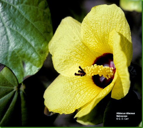 Hibiscus tiliaceus Hibiscus tiliaceus
