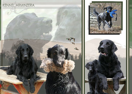 Kennel Arminzera Kennel Arminzera