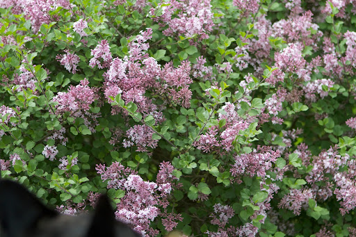 The Miss Kim Korean lilac are in full glorious bloom and the air is filled with the intoxicating fragrance! It is definitely one of the most beautiful and fragrant of all lilac bushes. The Miss Kim Korean lilac are in full glorious bloom and the air is filled with the intoxicating fragrance! It is definitely one of the most beautiful and fragrant of all lilac bushes.