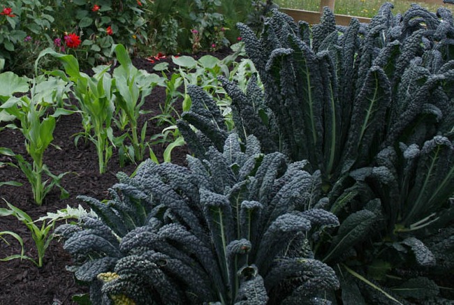 [black%2520kale%255B5%255D.jpg]