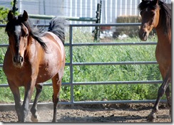 horses2011-7