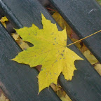 krakow Maple leaf 2010.JPG