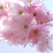 flowers (33).jpg