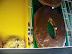 Texas Donut