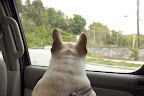 Well, Francesca, what do you want to do when we get home?  Hunt for squirrels?  Run around with G.K.?