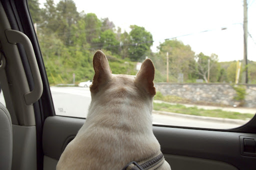 Well, Francesca, what do you want to do when we get home?  Hunt for squirrels?  Run around with G.K.?
