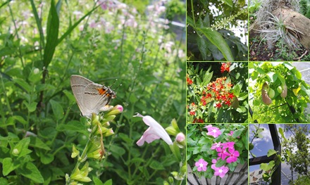 View Kristen's Walk Through the Butterfly Garden
