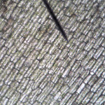 elodea03.jpg
