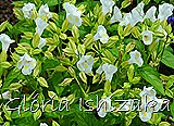Glória Ishizaka -   Kyoto Botanical Garden 2012 - 128