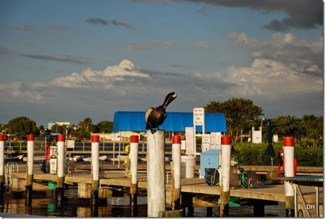 03-14-15 Boat Trip on Peace River Punta Gorda (183)