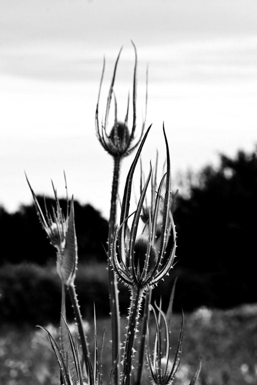 [The-Teasles%255B3%255D.jpg]
