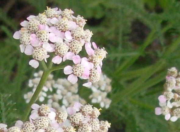 [yarrow%255B10%255D.jpg]
